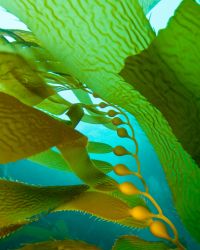 Kelp blades, stipes, and gas-filled bladders (pneumatocysts) off Santa Cruz, Channel Islands, California